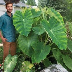 15/17 In. Giant Mammoth Elephant Ear Bulbs (Bag Of 5) 17 15/17 In. Giant Mammoth Elephant Ear Bulbs (Bag Of 5) -Garden State Bulb garden state bulb flower bulbs ecs 01 05 05 31 1000