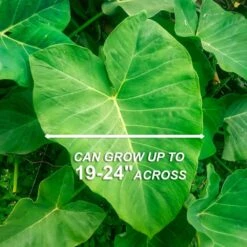 15/17 In. Giant Mammoth Elephant Ear Bulbs (Bag Of 5) 14 15/17 In. Giant Mammoth Elephant Ear Bulbs (Bag Of 5) -Garden State Bulb garden state bulb flower bulbs ecs 01 05 05 44 1000