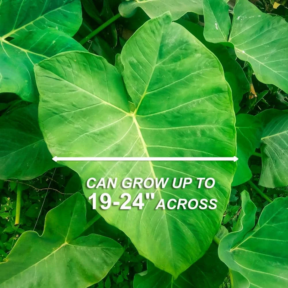 15/17 In. Giant Mammoth Elephant Ear Bulbs (Bag Of 5) 7 15/17 In. Giant Mammoth Elephant Ear Bulbs (Bag Of 5) - Image 5