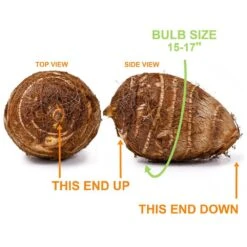 15/17 In. Giant Mammoth Elephant Ear Bulbs (Bag Of 5) 12 15/17 In. Giant Mammoth Elephant Ear Bulbs (Bag Of 5) -Garden State Bulb garden state bulb flower bulbs ecs 01 05 05 4f 1000