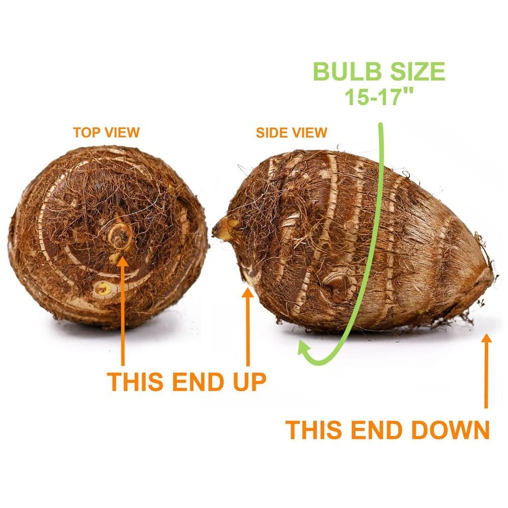 15/17 In. Giant Mammoth Elephant Ear Bulbs (Bag Of 5) 5 15/17 In. Giant Mammoth Elephant Ear Bulbs (Bag Of 5) - Image 3