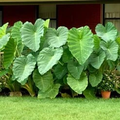 15/17 In. Giant Mammoth Elephant Ear Bulbs (Bag Of 5)