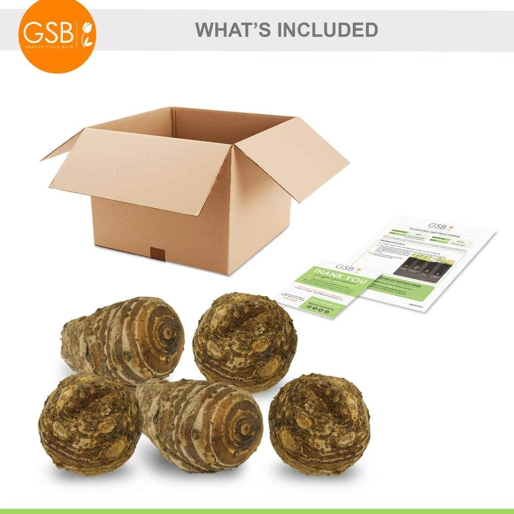 15/17 In. Giant Mammoth Elephant Ear Bulbs (Bag Of 5) 4 15/17 In. Giant Mammoth Elephant Ear Bulbs (Bag Of 5) - Image 2