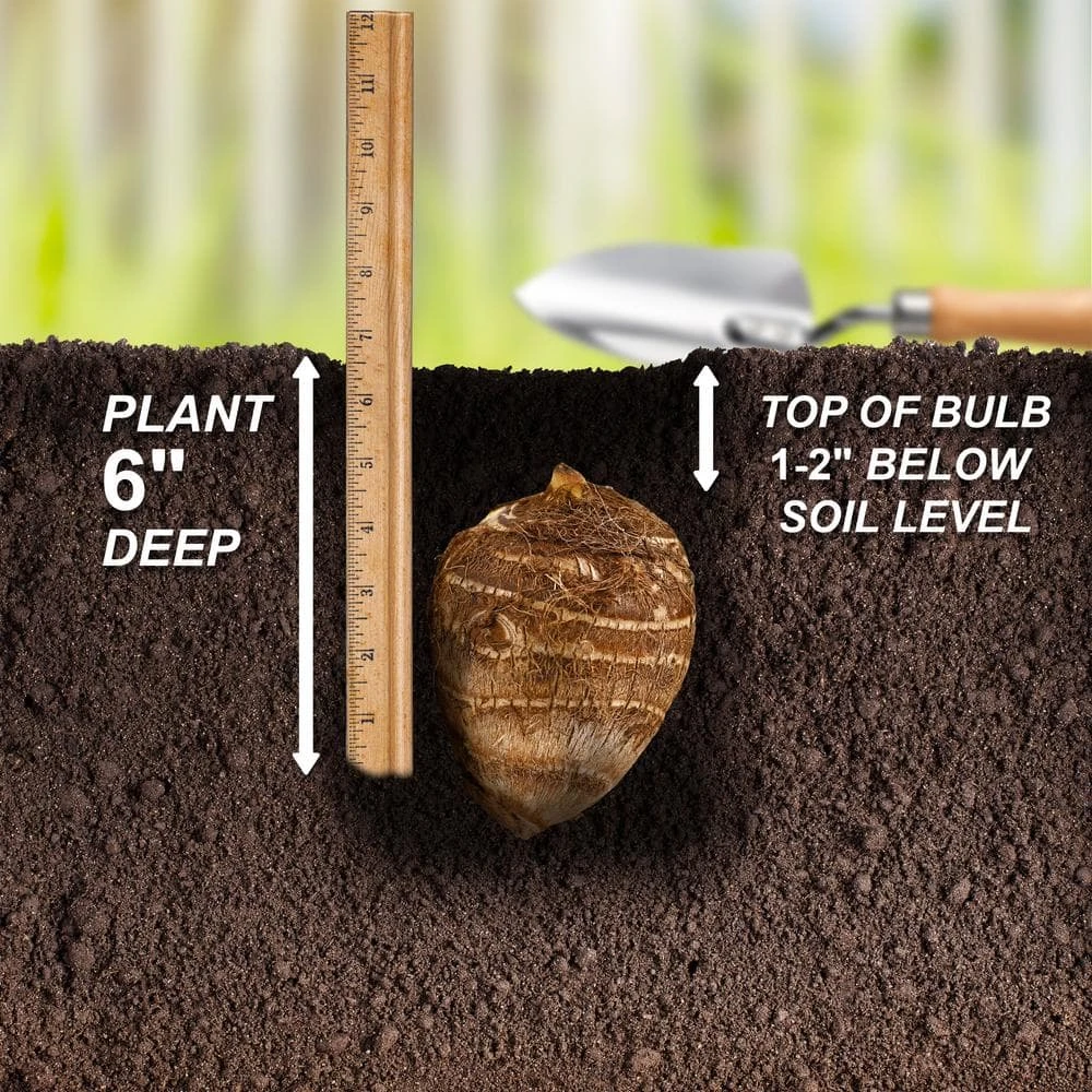 15/17 In. Giant Mammoth Elephant Ear Bulbs (Bag Of 5) 8 15/17 In. Giant Mammoth Elephant Ear Bulbs (Bag Of 5) - Image 6