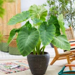 7/9 In. Colocasia Esculenta Elephant Ear Bulbs (Bag Of 10) -Garden State Bulb garden state bulb flower bulbs ecs 02 10 02 31 1000
