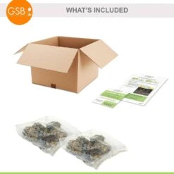 7/9 In. Colocasia Esculenta Elephant Ear Bulbs (Bag Of 10) -Garden State Bulb garden state bulb flower bulbs ecs 02 10 02 c3 1000