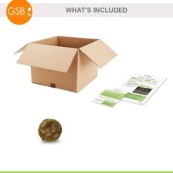 5/7 In., Black Magic Elephant Ear Bulbs (Bag Of 1) -Garden State Bulb garden state bulb flower bulbs ecs 03 01 01 76 1000