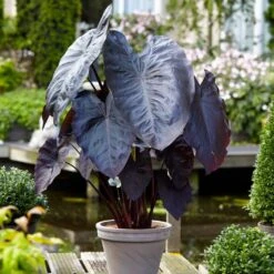 5/7 In., Black Magic Elephant Ear Bulbs (Bag Of 3) -Garden State Bulb garden state bulb flower bulbs ecs 03 03 03 31 1000