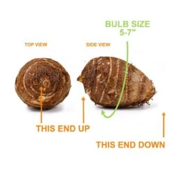 5/7 In., Black Magic Elephant Ear Bulbs (Bag Of 3) -Garden State Bulb garden state bulb flower bulbs ecs 03 03 03 4f 1000