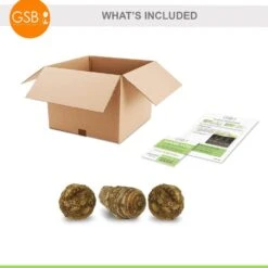 5/7 In., Black Magic Elephant Ear Bulbs (Bag Of 3) -Garden State Bulb garden state bulb flower bulbs ecs 03 03 03 76 1000