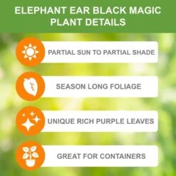 5/7 In., Black Magic Elephant Ear Bulbs (Bag Of 3) -Garden State Bulb garden state bulb flower bulbs ecs 03 03 03 c3 1000