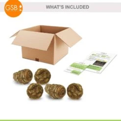 5/7 In., Black Magic Elephant Ear Bulbs (Bag Of 5) -Garden State Bulb garden state bulb flower bulbs ecs 03 05 05 c3 1000