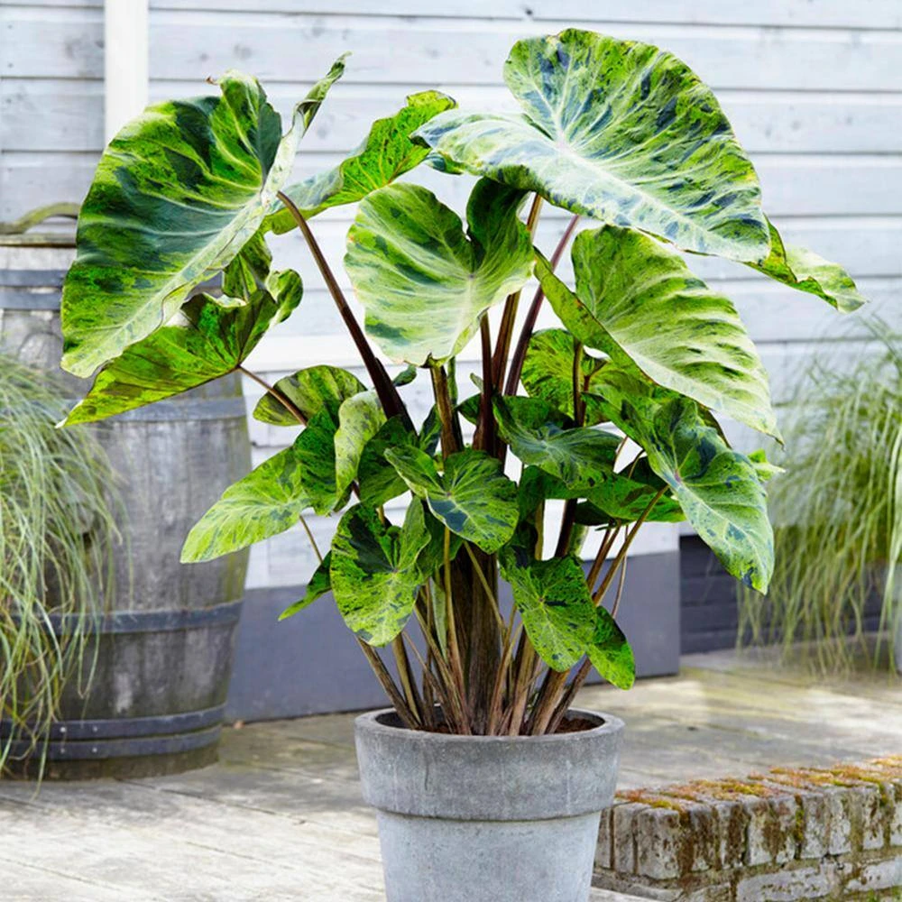 7/9 In., Mojito Elephant Ear Bulbs (Bag Of 1) 10 7/9 In., Mojito Elephant Ear Bulbs (Bag Of 1) - Image 8