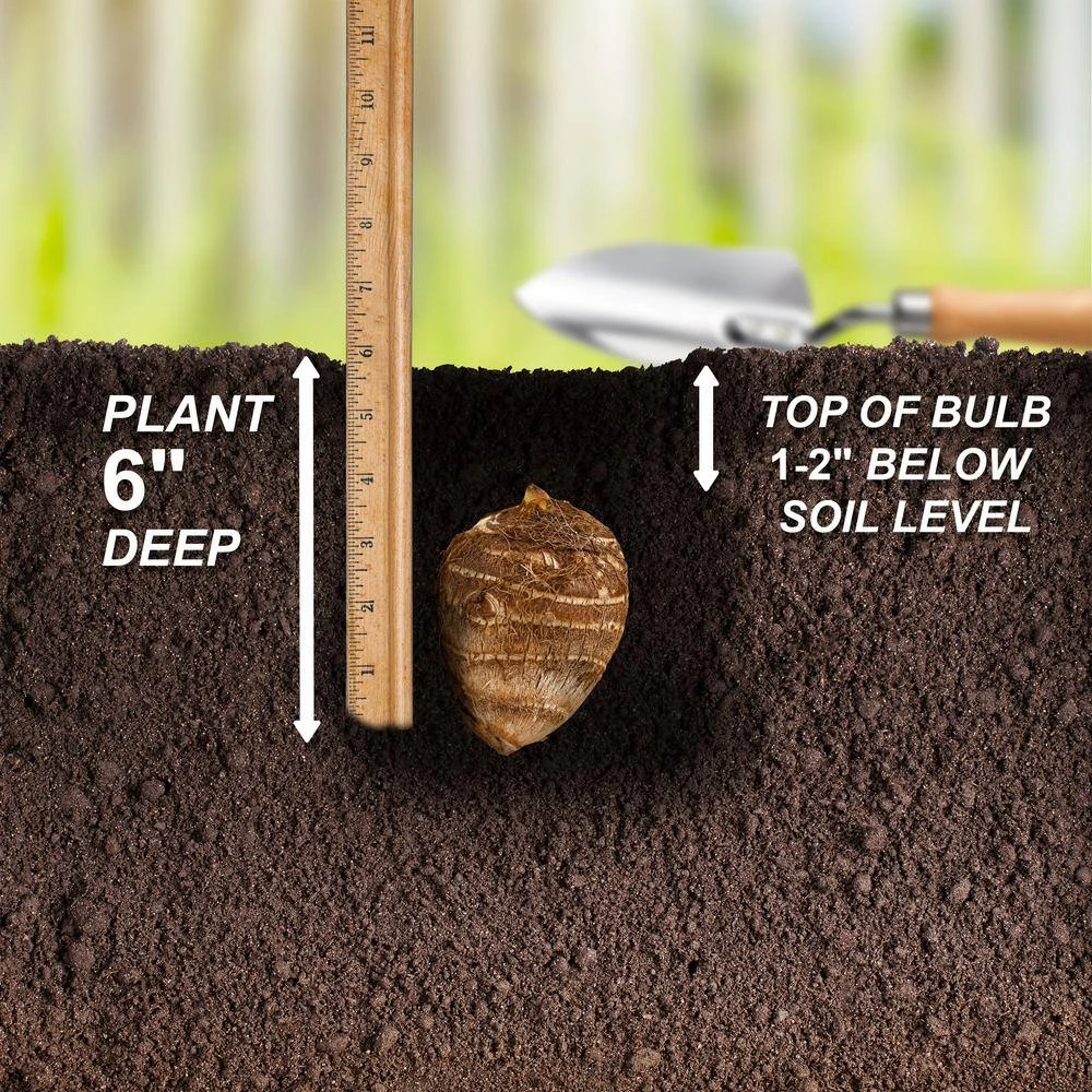 7/9 In., Mojito Elephant Ear Bulbs (Bag Of 1) 7 7/9 In., Mojito Elephant Ear Bulbs (Bag Of 1) - Image 5