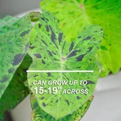 7/9 In., Mojito Elephant Ear Bulbs (Bag Of 1) 12 7/9 In., Mojito Elephant Ear Bulbs (Bag Of 1) -Garden State Bulb garden state bulb flower bulbs ecs 04 01 01 4f 1000