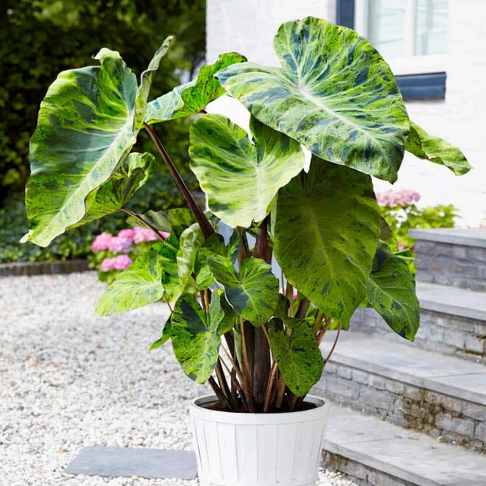7/9 In., Mojito Elephant Ear Bulbs (Bag Of 1) 3 7/9 In., Mojito Elephant Ear Bulbs (Bag Of 1)
