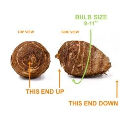 7/9 In., Mojito Elephant Ear Bulbs (Bag Of 5) -Garden State Bulb garden state bulb flower bulbs ecs 04 05 05 1f 1000