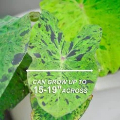 7/9 In., Mojito Elephant Ear Bulbs (Bag Of 5) -Garden State Bulb garden state bulb flower bulbs ecs 04 05 05 4f 1000