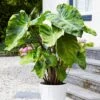 7/9 In., Mojito Elephant Ear Bulbs (Bag Of 5) 2 7/9 In., Mojito Elephant Ear Bulbs (Bag Of 5) -Garden State Bulb garden state bulb flower bulbs ecs 04 05 05 64 1000