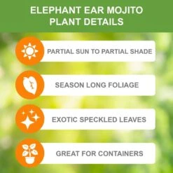 7/9 In., Mojito Elephant Ear Bulbs (Bag Of 5) -Garden State Bulb garden state bulb flower bulbs ecs 04 05 05 c3 1000