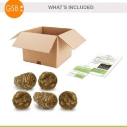 9/11 In. Hawaiian Punch Elephant Ear Bulbs, (Bag Of 5) -Garden State Bulb garden state bulb flower bulbs ecs 05 05 05 76 1000