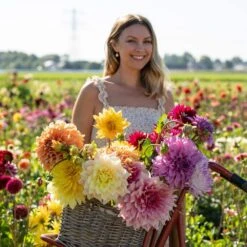 Dahlia Dinnerplate Mixed Live Flower Tubers (Bag Of 4) -Garden State Bulb garden state bulb flower bulbs ecs 06 04 01 31 1000