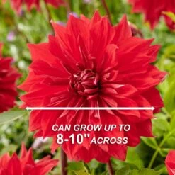 Dahlia Dinnerplate Mixed Live Flower Tubers (Bag Of 8) -Garden State Bulb garden state bulb flower bulbs ecs 06 08 02 44 1000