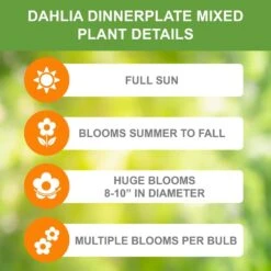 Dahlia Dinnerplate Mixed Live Flower Tubers (Bag Of 12) -Garden State Bulb garden state bulb flower bulbs ecs 06 12 03 1f 1000