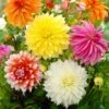 Dahlia Dinnerplate Mixed Live Flower Tubers (Bag Of 12) 1 Dahlia Dinnerplate Mixed Live Flower Tubers (Bag Of 12) -Garden State Bulb garden state bulb flower bulbs ecs 06 12 03 64 1000