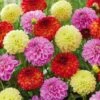 Dahlia Decorative Mixed Live Flower Tubers (Bag Of 4)