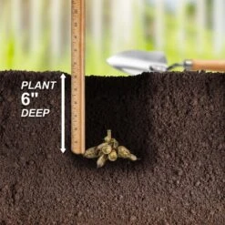 Dahlia Decorative Mixed Live Flower Tubers (Bag Of 4) -Garden State Bulb garden state bulb flower bulbs ecs 07 04 01 fa 1000