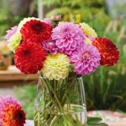 Dahlia Decorative Mixed Live Flower Tubers (Bag Of 8) -Garden State Bulb garden state bulb flower bulbs ecs 07 08 02 31 1000