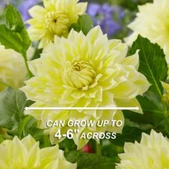 Dahlia Decorative Mixed Live Flower Tubers (Bag Of 12) -Garden State Bulb garden state bulb flower bulbs ecs 07 12 03 44 1000