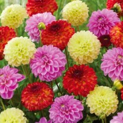 Dahlia Decorative Mixed Live Flower Tubers (Bag Of 12)