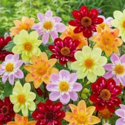 Dahlia Topmix Single Flower Mixed Live Flower Tubers (Bag Of 4)
