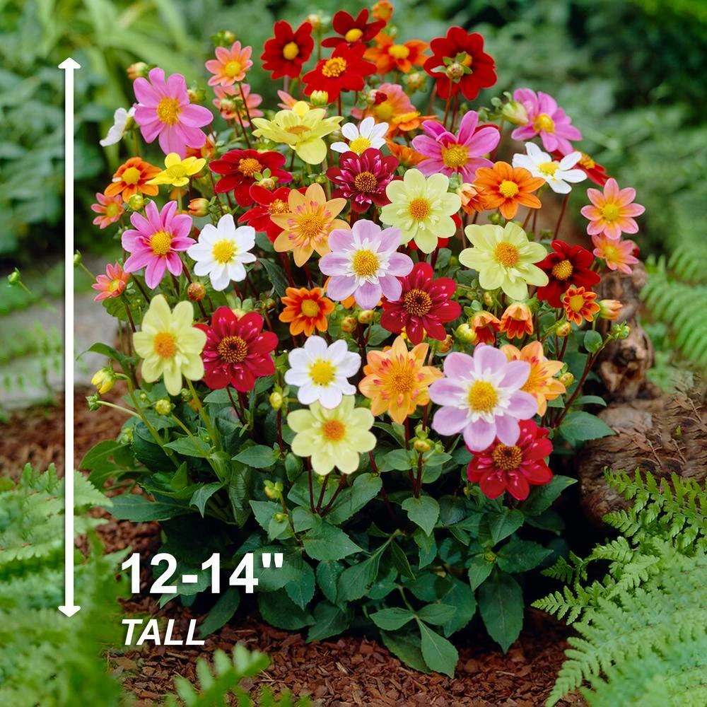 Dahlia Topmix Single Flower Mixed Live Flower Tubers (Bag Of 8) 7 Dahlia Topmix Single Flower Mixed Live Flower Tubers (Bag Of 8) - Image 5