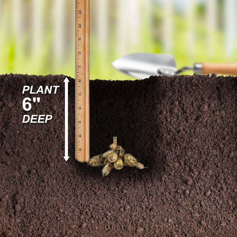 Dahlia Topmix Single Flower Mixed Live Flower Tubers (Bag Of 8) 8 Dahlia Topmix Single Flower Mixed Live Flower Tubers (Bag Of 8) - Image 6