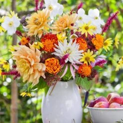 Dahlia Anemone Mixed Live Flower Tubers (Bag Of 4) -Garden State Bulb garden state bulb flower bulbs ecs 09 04 01 31 1000