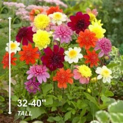 Dahlia Anemone Mixed Live Flower Tubers (Bag Of 8) -Garden State Bulb garden state bulb flower bulbs ecs 09 08 02 44 1000