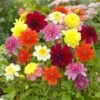 Dahlia Anemone Mixed Live Flower Tubers (Bag Of 8)