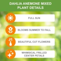 Dahlia Anemone Mixed Live Flower Tubers (Bag Of 12) -Garden State Bulb garden state bulb flower bulbs ecs 09 12 03 1f 1000