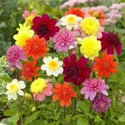 Dahlia Anemone Mixed Live Flower Tubers (Bag Of 12)