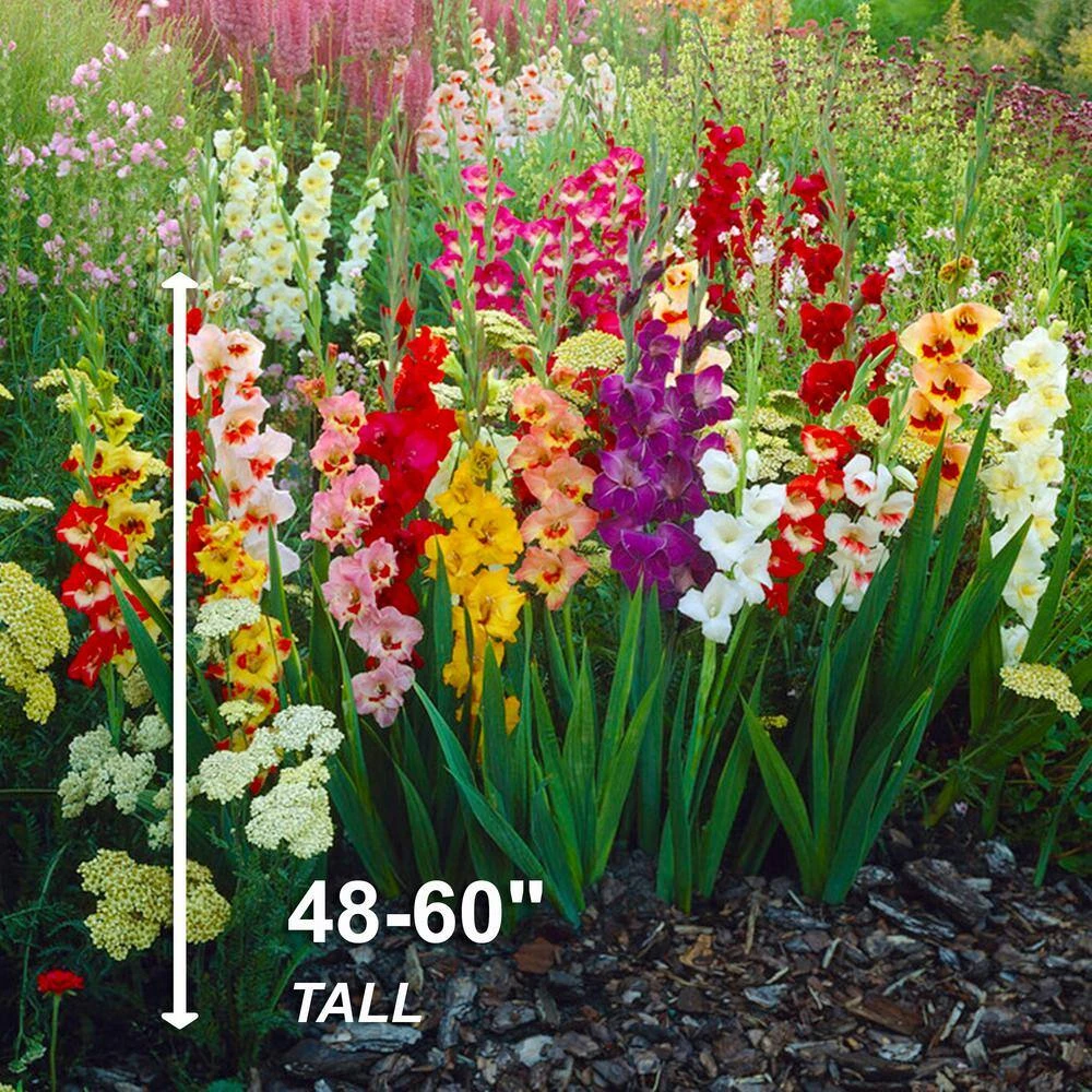 10/12cm, Gladiolus Rainbow Mix Flower Bulbs (Bag Of 25) 7 10/12cm, Gladiolus Rainbow Mix Flower Bulbs (Bag Of 25) - Image 5