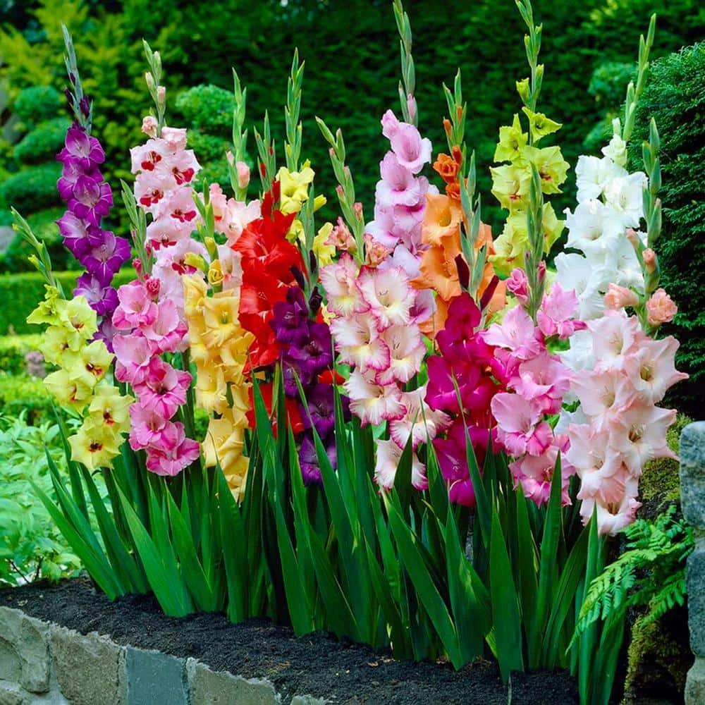 10/12cm, Gladiolus Rainbow Mix Flower Bulbs (Bag Of 25) 3 10/12cm, Gladiolus Rainbow Mix Flower Bulbs (Bag Of 25)