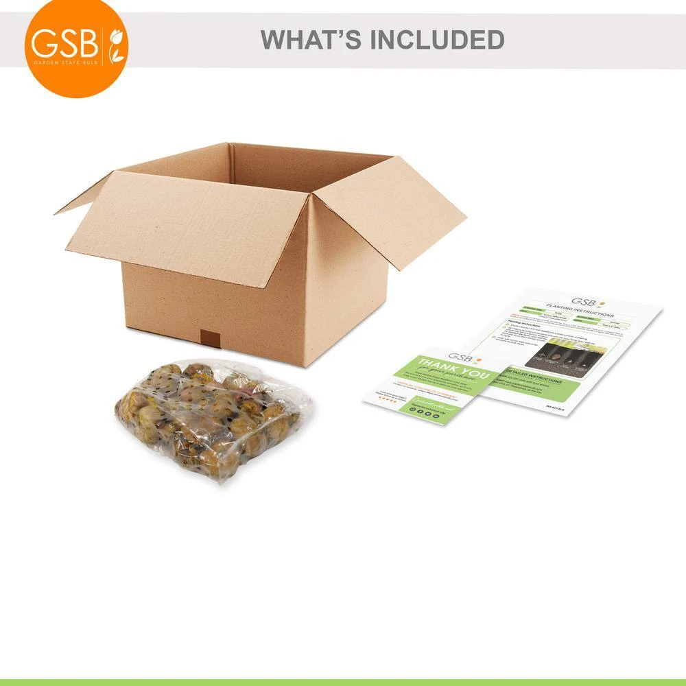 10/12cm, Gladiolus Rainbow Mix Flower Bulbs (Bag Of 25) 4 10/12cm, Gladiolus Rainbow Mix Flower Bulbs (Bag Of 25) - Image 2