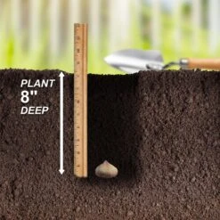 10/12cm, Gladiolus Rainbow Mix Flower Bulbs (Bag Of 50) -Garden State Bulb garden state bulb flower bulbs ecs 10 50 02 fa 1000