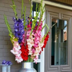 10/12cm, Gladiolus Rainbow Mix Flower Bulbs (Bag Of 75) -Garden State Bulb garden state bulb flower bulbs ecs 10 75 03 31 1000
