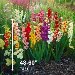 10/12cm, Gladiolus Rainbow Mix Flower Bulbs (Bag Of 75) -Garden State Bulb garden state bulb flower bulbs ecs 10 75 03 44 1000