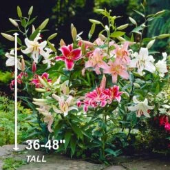 14/16 Cm, Oriental Lily Mixed Flower Bulbs (Bag Of 10) -Garden State Bulb garden state bulb flower bulbs ecs 11 10 01 44 1000