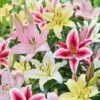 14/16 Cm, Oriental Lily Mixed Flower Bulbs (Bag Of 20) 1 14/16 Cm, Oriental Lily Mixed Flower Bulbs (Bag Of 20) -Garden State Bulb garden state bulb flower bulbs ecs 11 20 02 64 1000